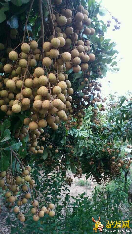 ʯ������